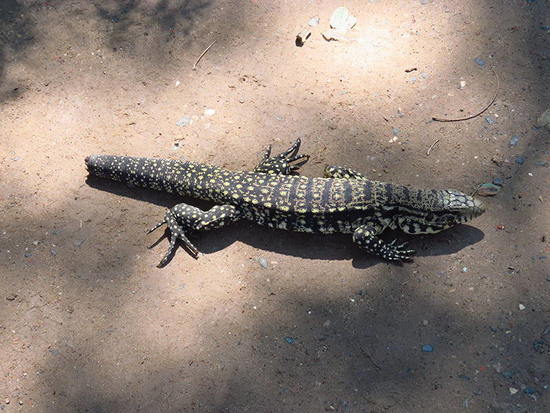 Urutu pit viper