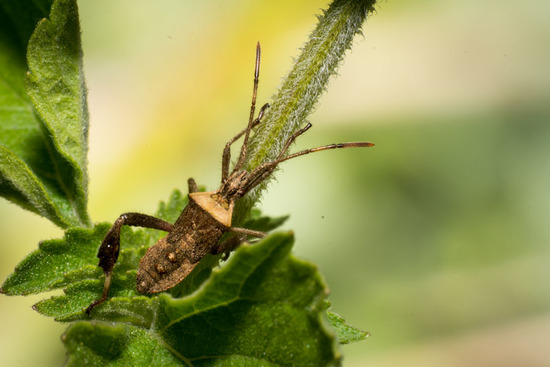 Leaf-footed bug