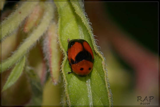 Leaf beetle