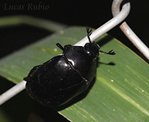 Shining leaf chafer