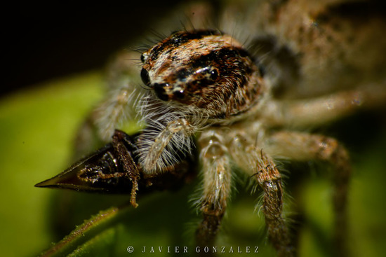Jumping spider
