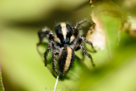 Jumping spider