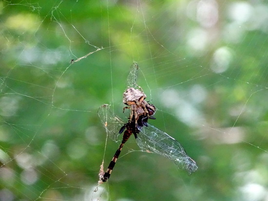 Orb weaver