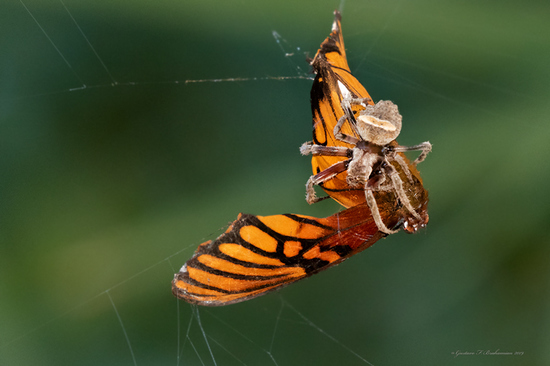 Orb weaver