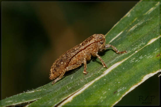 Long-horned beetle