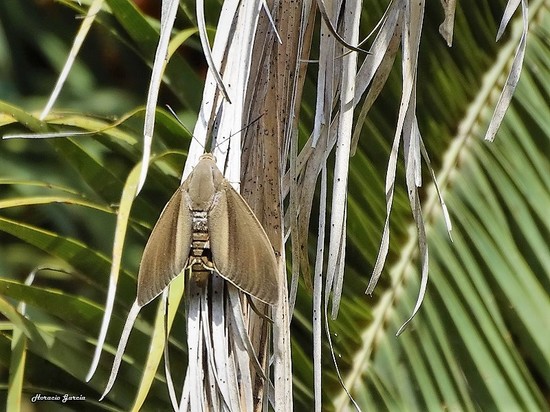 Taladro de las palmeras