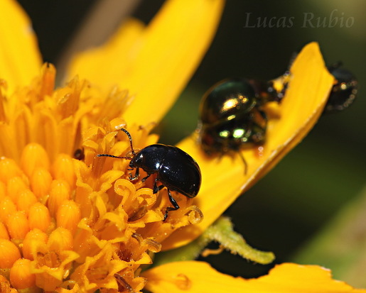 Leaf beetle