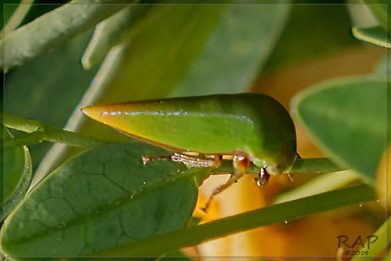 Treehopper