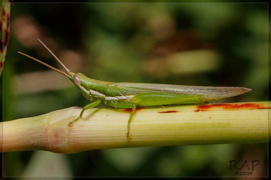 Spur-throated grasshopper