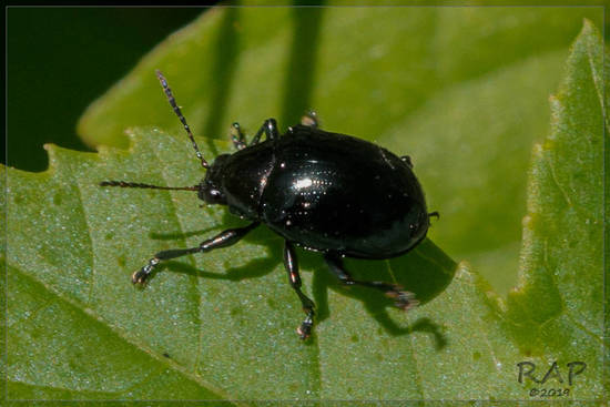 Leaf beetle