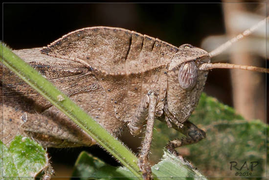 Lubber grasshopper