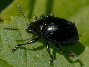 Negrito de la batata/Typophorus nigritus