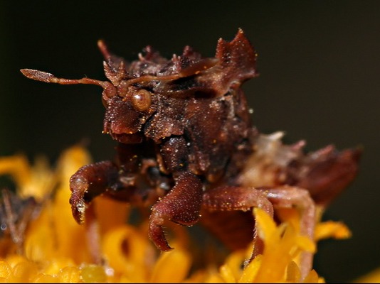 Chinche acechadora/Phymata sp.