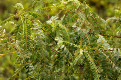 Acacia mansa/Wand Riverhemp