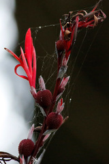 Achira roja/Indian shot