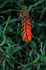 Aloe trepador/Climbing aloe