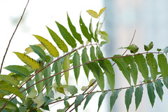 Árbol del cielo/Tree of heaven