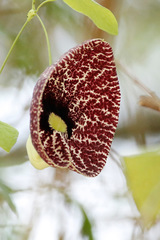 Aristoloquia/Calico flower