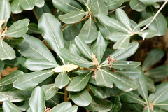 Azarero/Japanese pittosporum