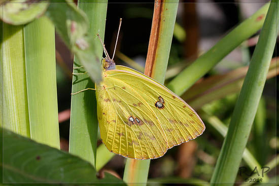 Azufrada común/Cloudless Sulphur