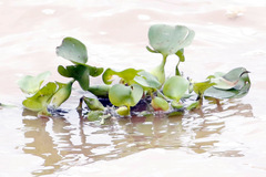 Camalote/Water hyacinth