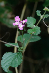 Lantana megapotamica