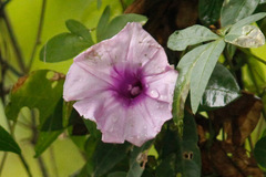 Campanilla lila/Morning glory