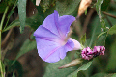 Campanilla violeta/Ocean blue morning glory