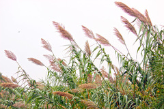 Caña de Castilla/Giant cane