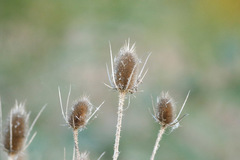 Cardencha/Wild teasel