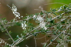 Cedrón del monte/White brush