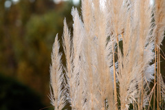 Cortadera/Pampas grass