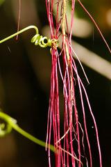 Cortina del cielo/Cissus verticllata