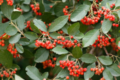 Cotoneaster