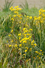 Flichilla/Larger bur-marigold