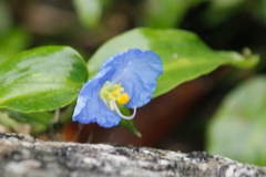 Flor de Santa Lucía/Whitemouth dayflower