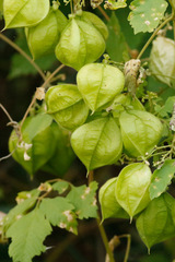 Globito cipó/Balloon vine