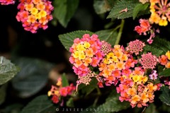 Lantana