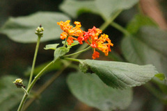 Lantana