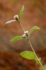 Salvia del campo/Lippia alba