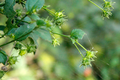 Malva del bosque/Pavonia sepium