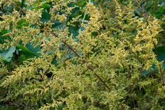 Paico/Chenopodium