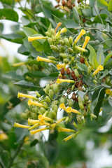 Palán palán/Tree tobacco