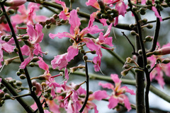 Palo borracho/Silk floss tree