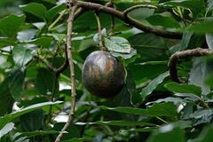 Palta/Avocado