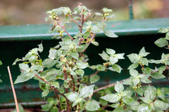 Hierba del muro/Upright pellitory