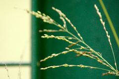 Pasto Guinea/Guinea grass
