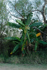 Plátano/Banana tree