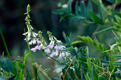 Ruda cabruna/Goat's rue