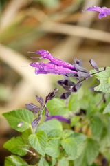 Salvia azul/Blue anise sage